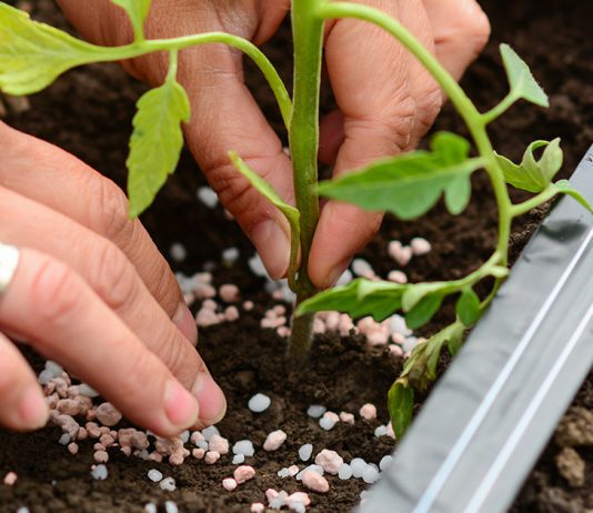 Подсказка садоводам: как правильно подкормить томаты в теплице