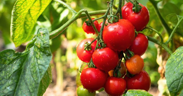 Планируя основные подкормки томатов, всегда ориентируйтесь на три основных фазы их развития и потребности в эти периоды