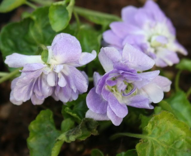 Фиалка душистая «Леди Хьюм Кэмпбелл» (Viola odorata 'Lady Hume Campbell')