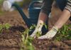 Секрет здоровых растений и достойного урожая — стимуляторы роста