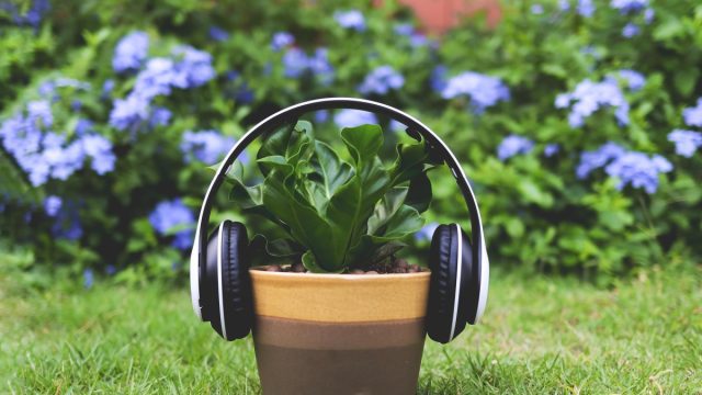Некоторые исследователи отмечают, что растения растут быстрее под звук женского голоса и хорошо отзываются на классическую музыку.