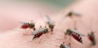Страшная опасность в обычном комаре — вся правда о паразитах