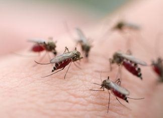 Страшная опасность в обычном комаре — вся правда о паразитах
