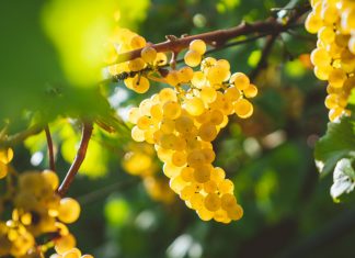 Виноград без болезней: защита лианы от оидиума