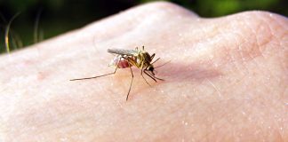 Все способы борьбы с комарами и мошками — разбираемся в эффективности