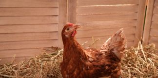 Выведение цыплят курицей-наседкой: что важно знать