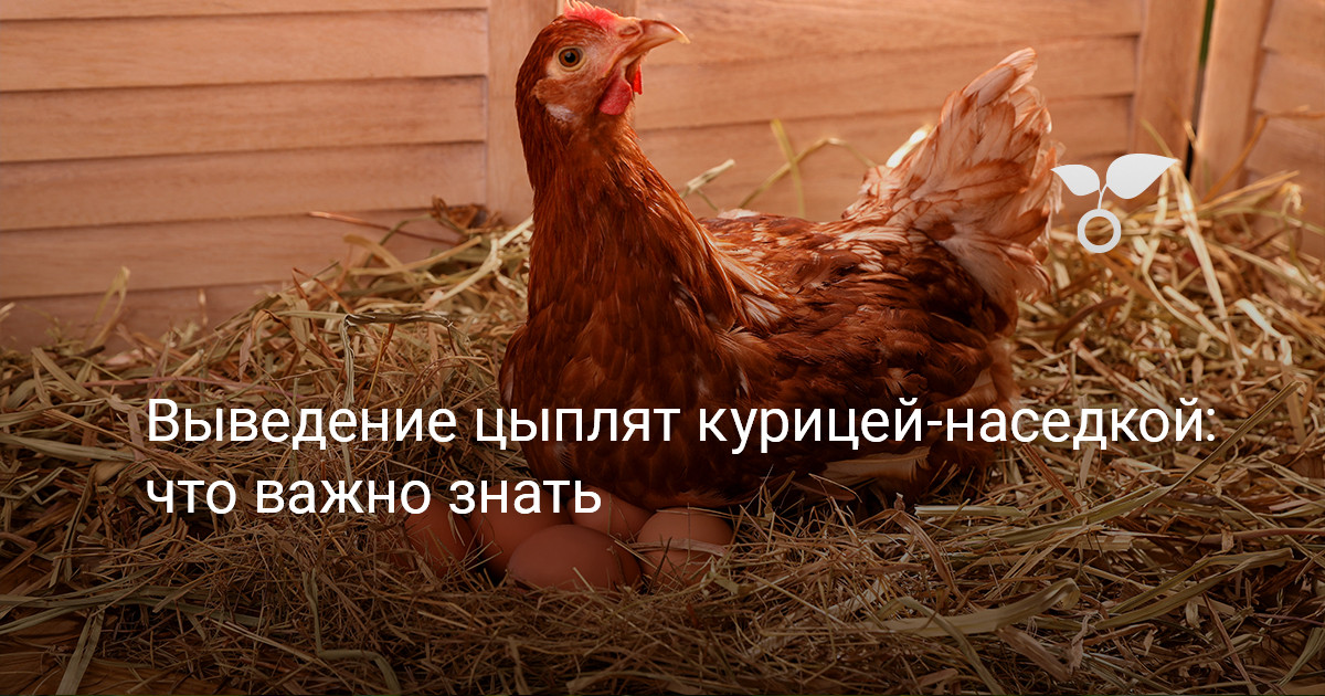 Как вывести цыплят 🐣 в инкубаторе в домашних условиях: пошаговый план и советы