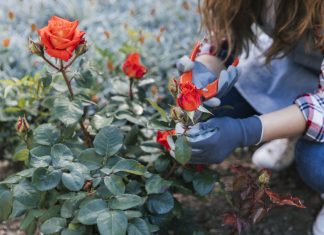 Забота о розах в летний период — правила ухода для долгого цветения