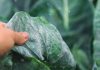 Как остановить белокрылку и спасти урожай