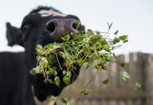 Как правильно кормить коров зеленой травой