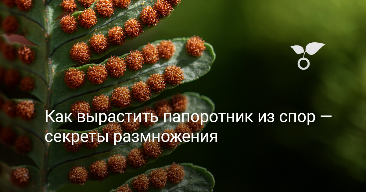 Нефролепис, Бостонский папоротник (Nephrolepis)