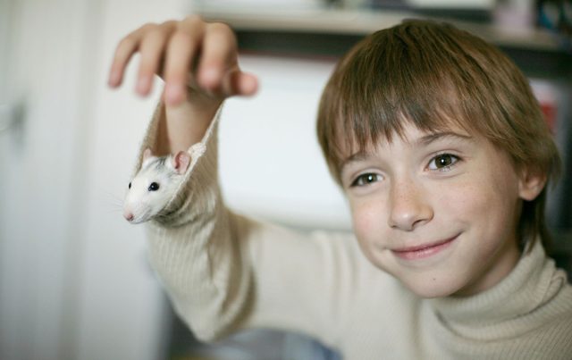 Хомячки очень милые и достаточно общительные, а крысы весьма умны, способны обучаться различным командам и привязываться к хозяину.