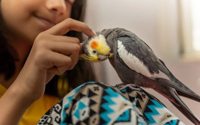 Попугайчики, которых можно научить говорить, способны сильно заинтересовать детей школьного возраста и подростков.