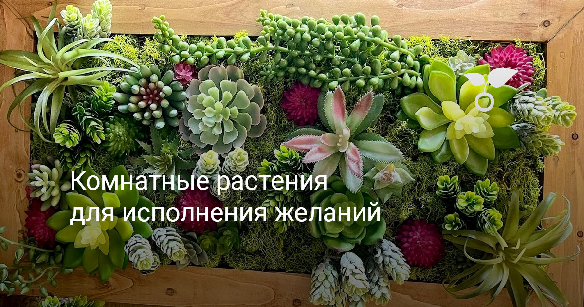 Комнатные растения для исполнения желаний — Ботаничка