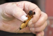 Кто мешает садоводству: 4 главных нарушителя спокойствия