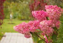 Лучшие сорта гортензии метельчатой c розовыми соцветиями