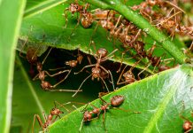 Неоднозначные муравьи — полезные помощники или беспощадные вредители?