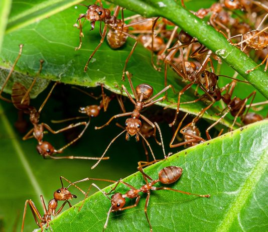 Неоднозначные муравьи — полезные помощники или беспощадные вредители?