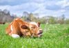 Первая помощь при вздутии у коров и коз — опасность зеленой травы