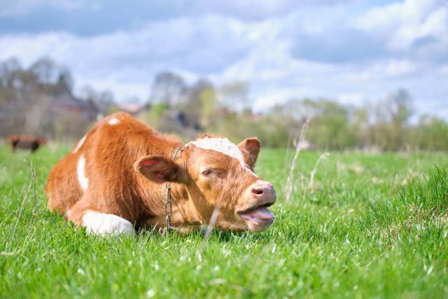 Первая помощь при вздутии у коров и коз — опасность зеленой травы