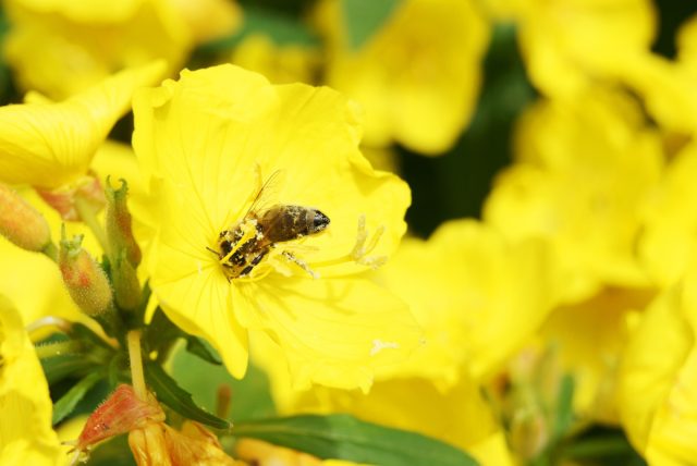 Цветки энотеры повышали уровень сахара в нектаре, когда слышали запись жужжания пчелы.