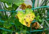 Ржавчина на растениях не приговор: как защитить свой сад от болезни