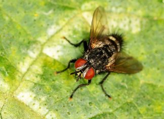 Сколько живут мухи и как от них быстрее избавиться