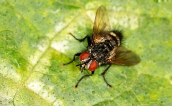Сколько живут мухи и как от них быстрее избавиться