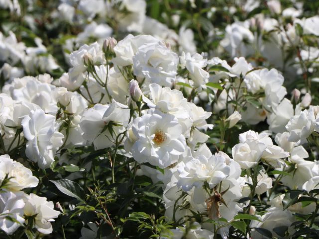 Роза флорибунда «Шнеевиттхен», или «Белоснежка»