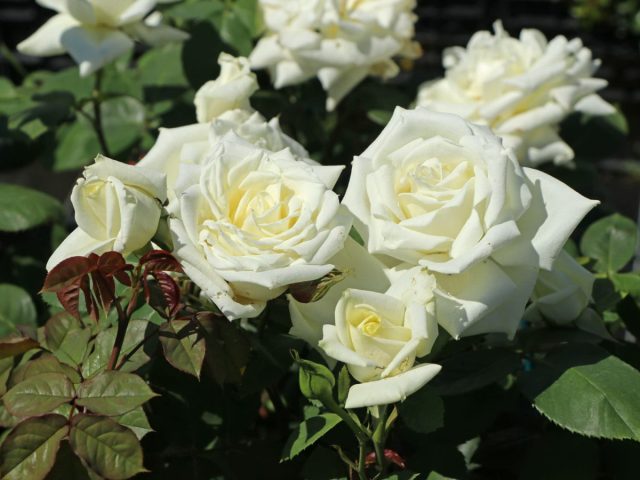 Роза чайно-гибридная «Поларштерн», или «Полярная звезда»