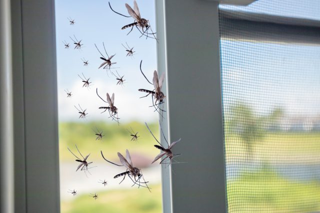 Аэрозольная форма – это вообще единственный реальный вариант для защиты квартир и домов от летающих насекомых.