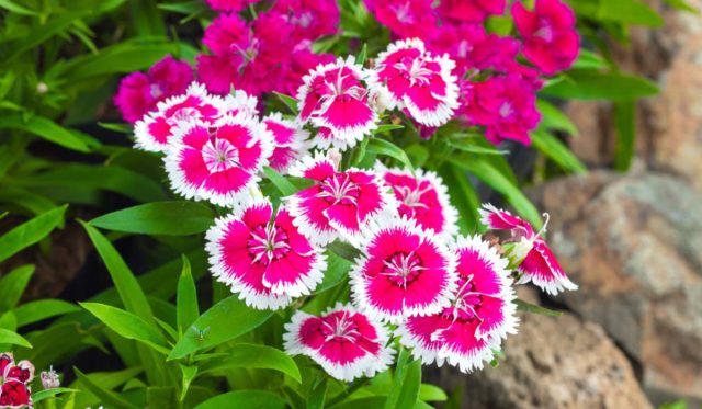 Основной вид, выращиваемый в качестве однолетника, - гвоздика китайская (Dianthus chinensis).