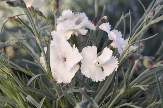 Особо ароматны из махровых - белоцветковый "Энджел оф Пьюрити" ('Аngel of Purity').