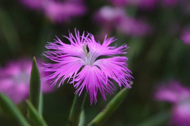 Гвоздика пышная (Dianthus superbus) имеет ещё более рассечённые лепестки, чем сорта предыдущих видов. 