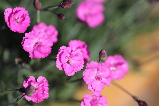 Гвоздика сизая (Dianthus gratianopolitanus) растёт округлым кустиком, цветёт простыми, белыми, розовыми, карминными цветочками.