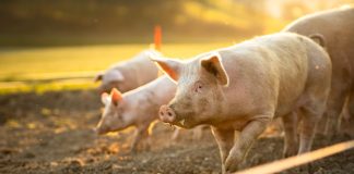 Тепловой и солнечный удар свиней: как спасти поросят в жаркую погоду