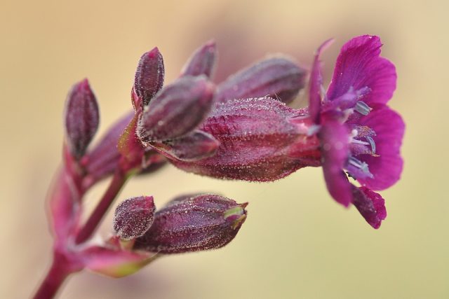 Смолевка атропурпуреа (Lychnis ssp. Atropurpurea)