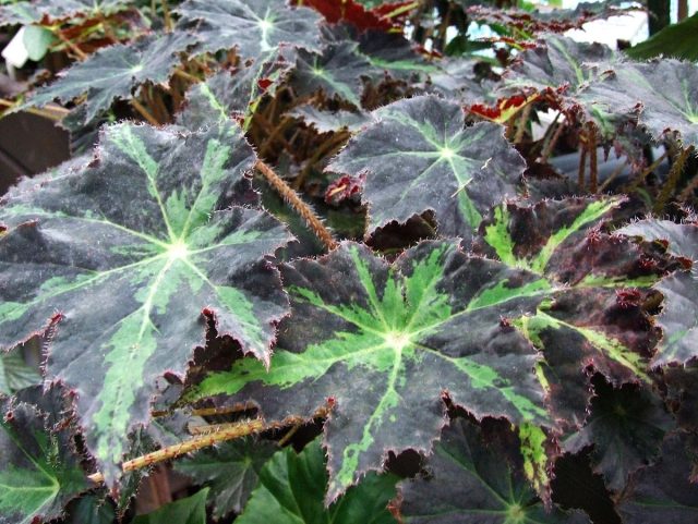 Борщевиковолистная бегония (Begonia heracleifolia).