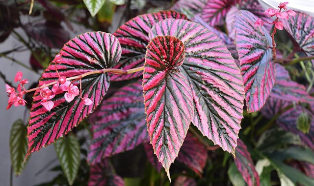 Металлическая бегония (Begonia metallica).