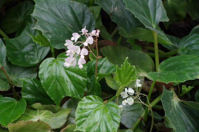 Вьюнковая бегония (Begonia convolvulacea).