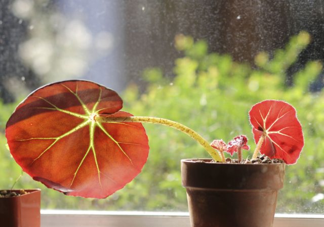 Краснолистная бегония (Begonia erythrophylla).