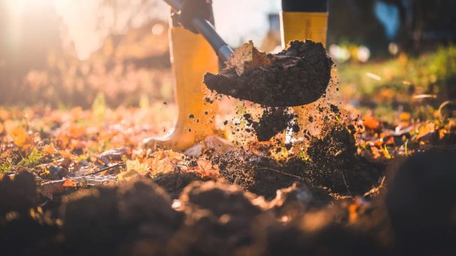 После сбора урожая землю важно отблагодарить – внести минеральные удобрения или навоз и перекопать, не разбирая комьев.