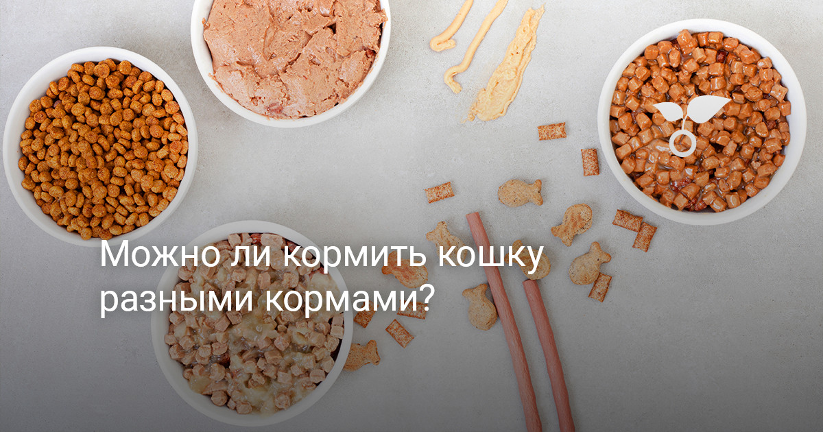 Можно ли кормить кошку разными кормами? — Ботаничка