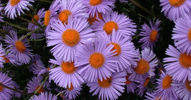 Астра голубоватая "Вартбургштерн" (Aster tongolensis 'Wartburgstern').