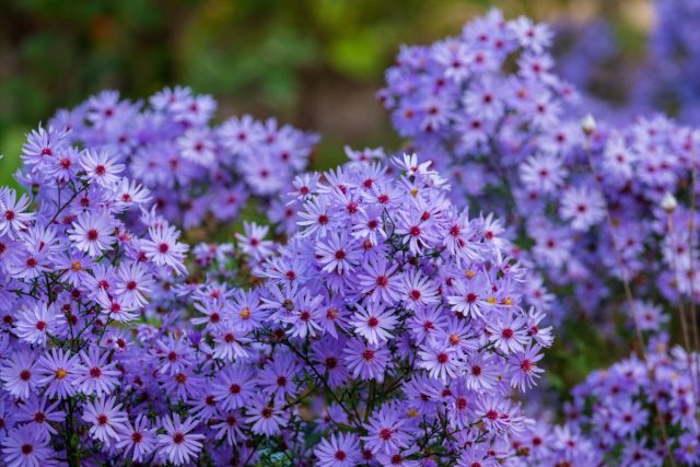 Астра татарская "Джиндал" (Aster tataricus 'Jindal').