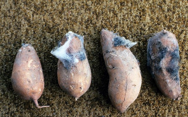 Ризопусную гниль вызывает грибок Rhizopus stolonifera.