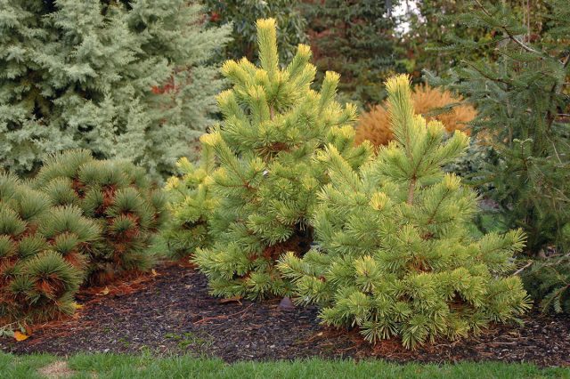 "Ауреа Нисбет" (Pinus sylvestris 'Aurea Nisbet').