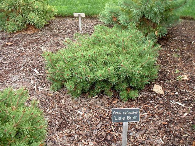 "Литтл Бролли" (Pinus sylvestris 'Little Brolly').