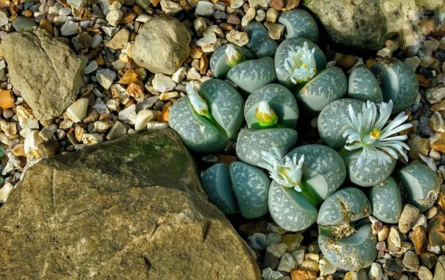 Встречаются литопсы (Lithops) в каменистых пустынях и с виду похожи на камни.