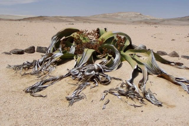 Самое необычное в вельвичии удивительной (Welwitschia mirabilis), что она имеет листья, которые растут в течение всей жизни растения и никогда не опадают.